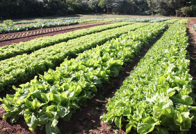 Prefeitura reinicia atividades na horta municipal