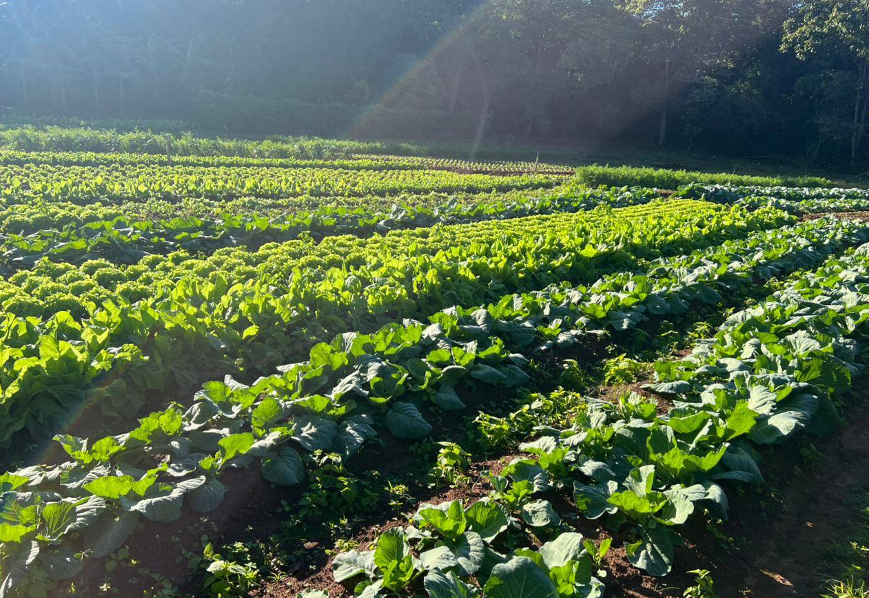 Famílias assistidas pelo CRAS recebem hortaliças e legumes da horta municipal 