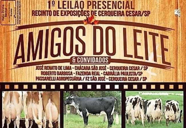 Cerqueira César sedia Leilão de Gado Leiteiro 